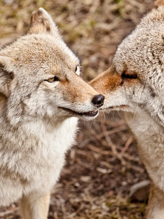 Maine coyotes are genetically complex, hybridized with eastern wolves, making them larger than western coyotes.
