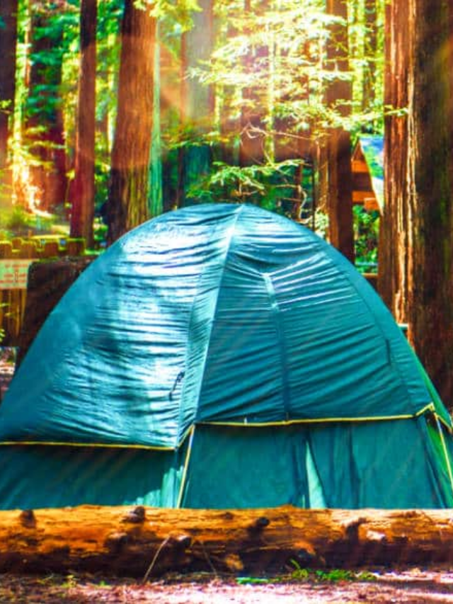 Redwood National and State Parks offer a plethora of activities for adventurers and nature lovers alike. Hike along scenic trails, marveling at the towering trees. Camp under the stars, lulled by the whispering giants. Engage in wildlife viewing, or explore historical sites that tell the story of this remarkable place.