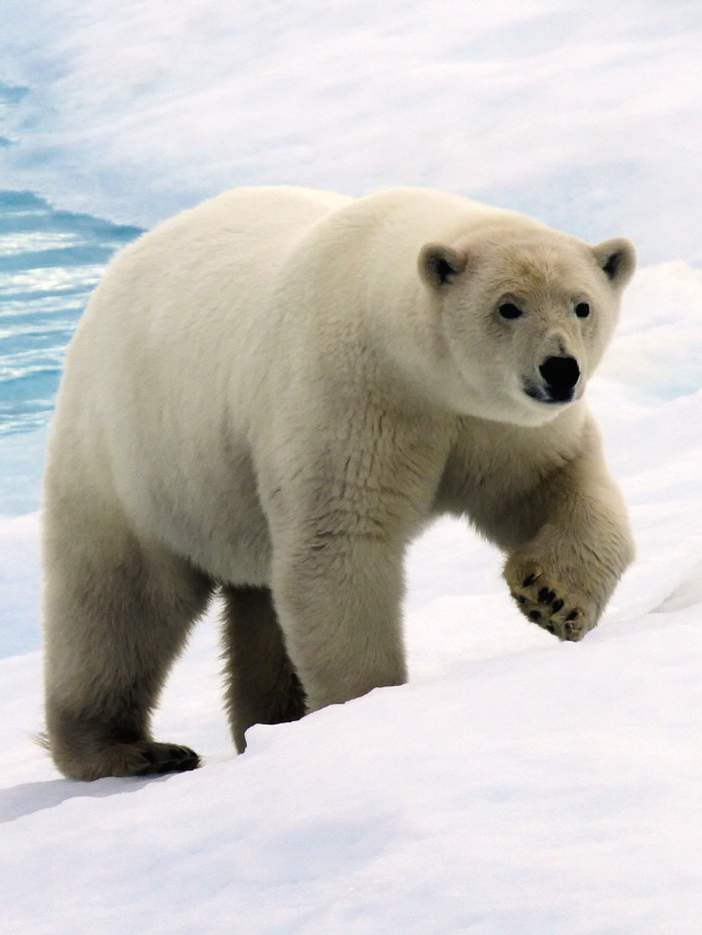 A polar bear standing on shrinking sea ice

