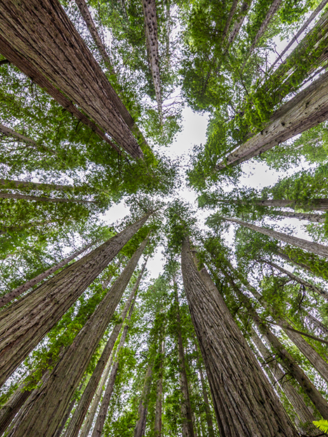  Redwood National Park: A Realm of Ancient Wonders