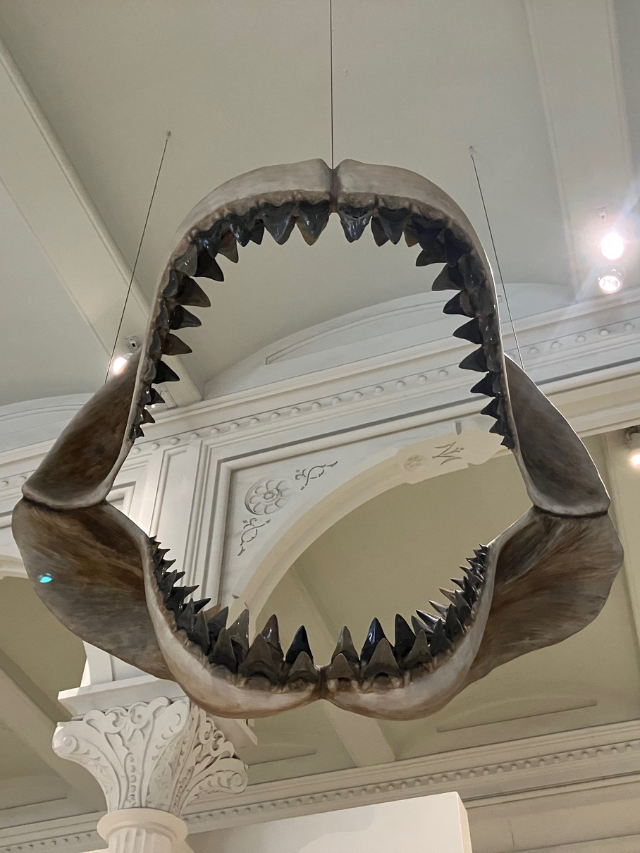 A Touch of History at the Museum of the Rockies
