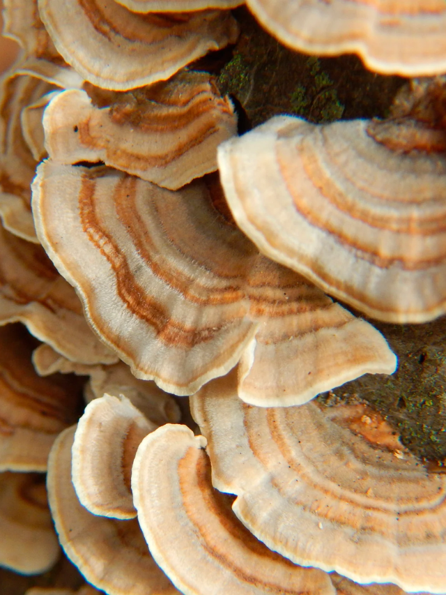 Top Functional Mushroom: Reishi
