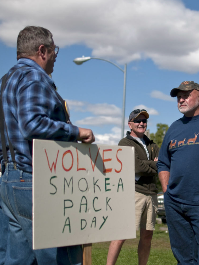 Some advocate for bringing wolves back to Maine, similar to successful efforts in the West.