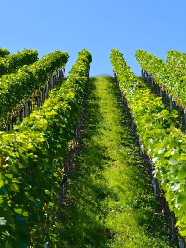 A scenic vineyard nestled amidst rolling hills in Hunterdon County.
