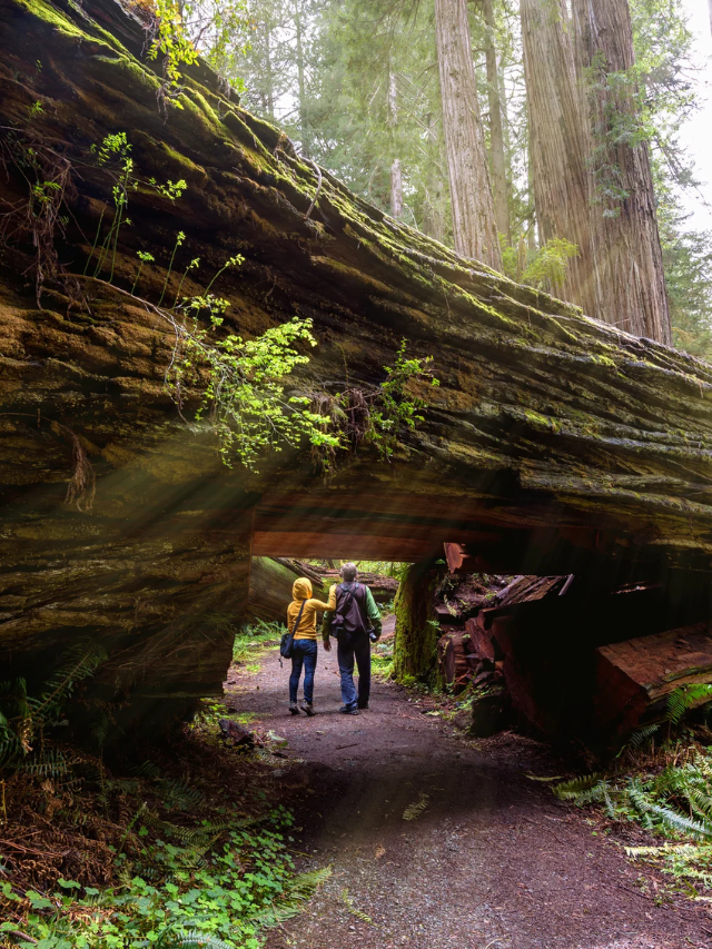 The majesty of redwoods extends beyond Redwood National and State Parks. Explore other stunning redwood groves like Muir Woods National Monument, a short drive from San Francisco. Each redwood forest offers a unique experience, allowing you to immerse yourself in the beauty of these ancient wonders.