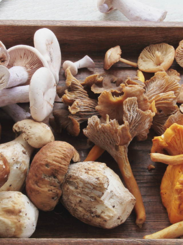 Top Functional Mushroom: Cordyceps
