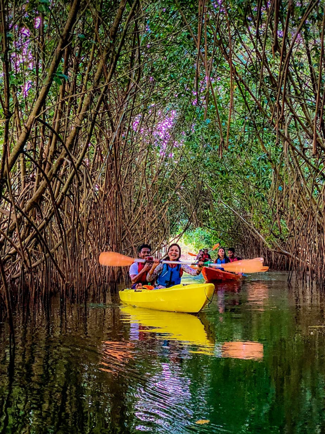 Kayakers exploring a mangrove forest in St. John.

