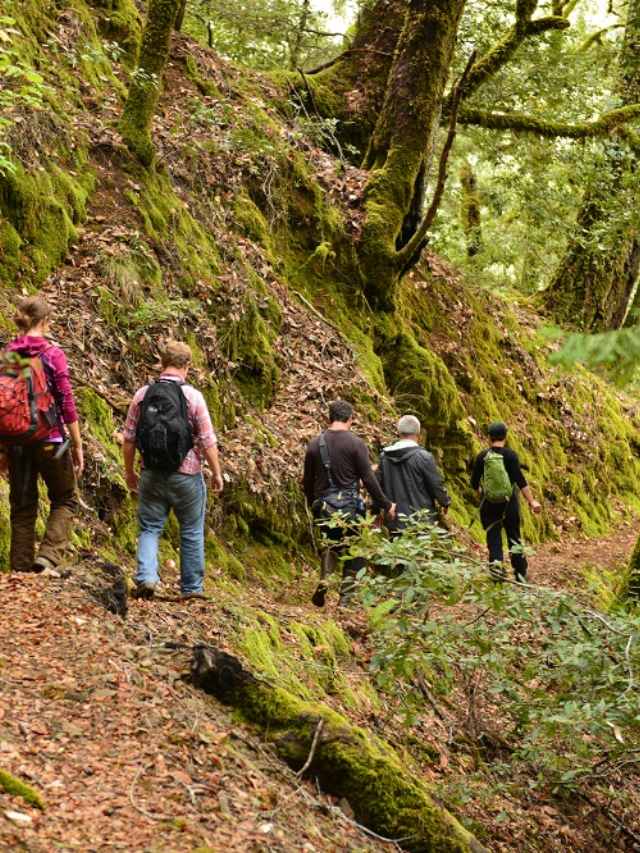 These magnificent trees are a precious gift. When visiting redwood forests, be sure to tread lightly. Stay on designated trails to minimize your impact on the delicate ecosystem. Leave no trace behind, ensuring that future generations can enjoy these ancient wonders.