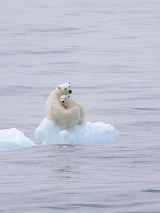A graphic depicting the decline of Arctic sea ice
