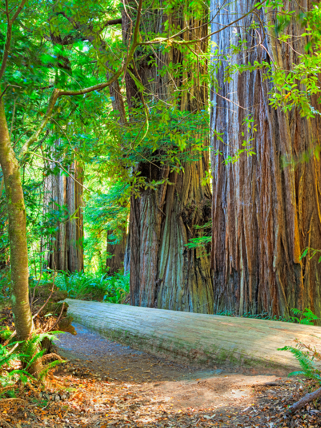 Prairie Creek Redwoods State Park: Where Redwoods Meet the Ocean