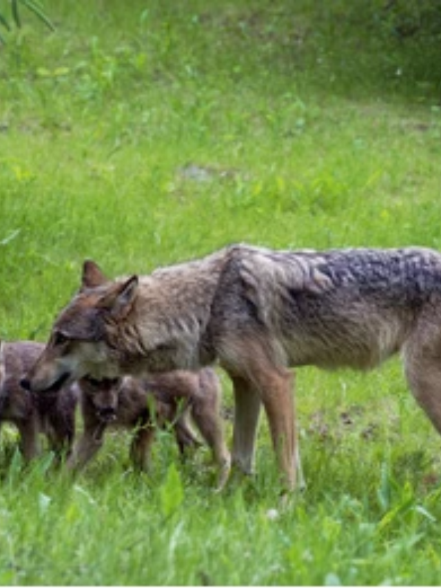 Introduced wolves (eastern or gray) would likely interbreed with Maine's coyotes, blurring the genetic lines.