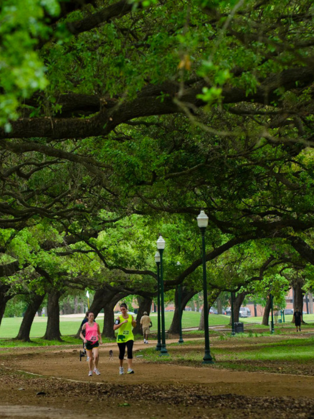 Take a break from the urban buzz and explore Houston's serene green spaces.  Hermann Park offers a tranquil escape, while the Houston Arboretum provides a nature lover's paradise.