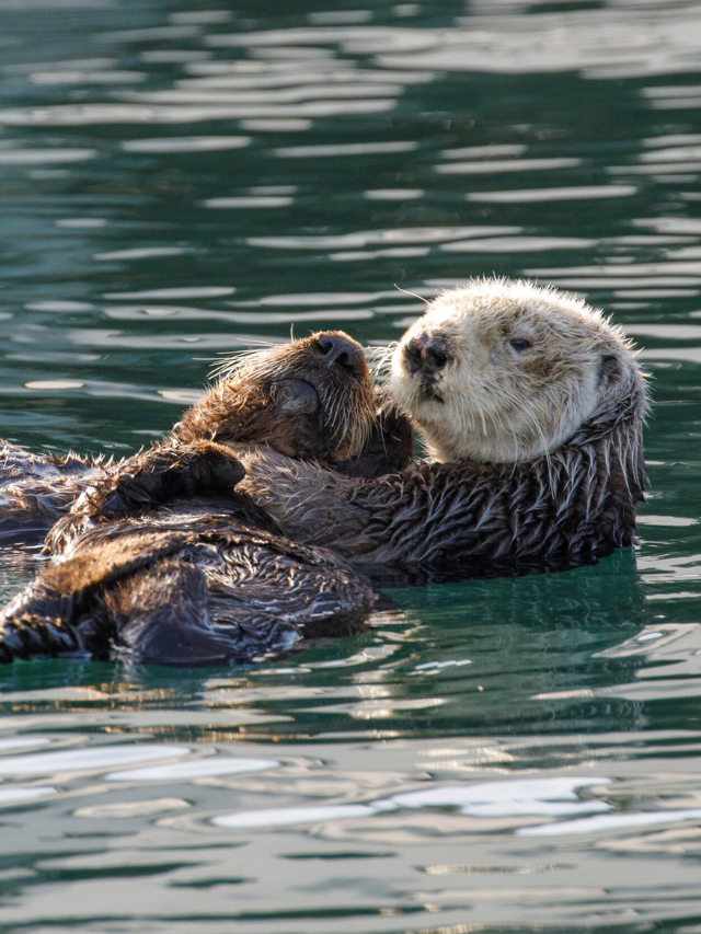 Monterey Bay: Encountering Marine Life