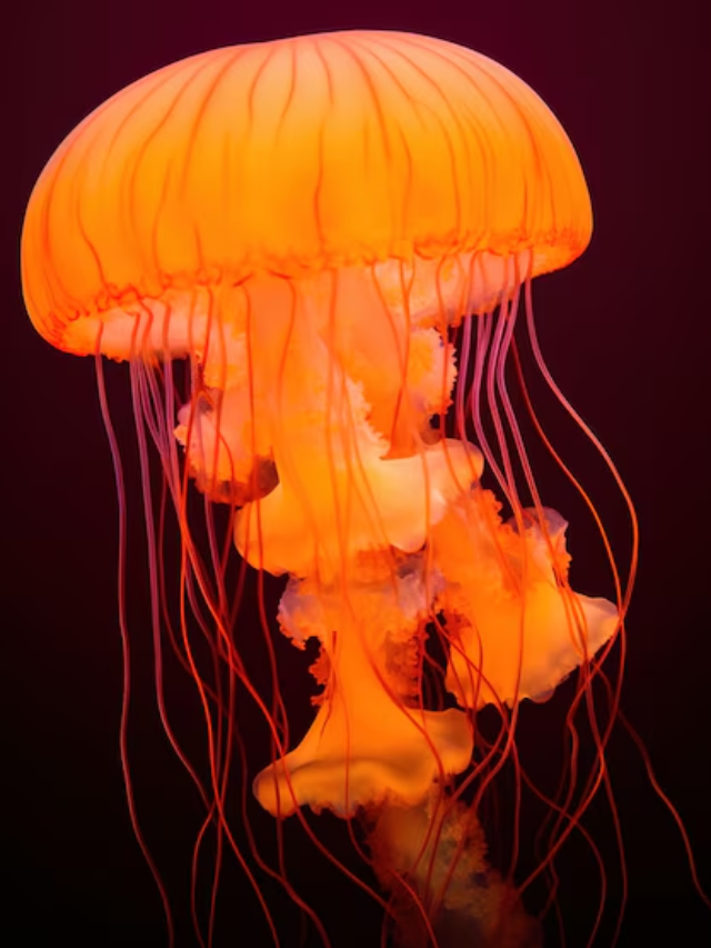 Monterey Bay's Marine Life
