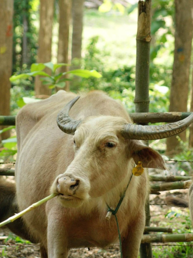 Unforgettable Buffalo: Awaits Your Discovery