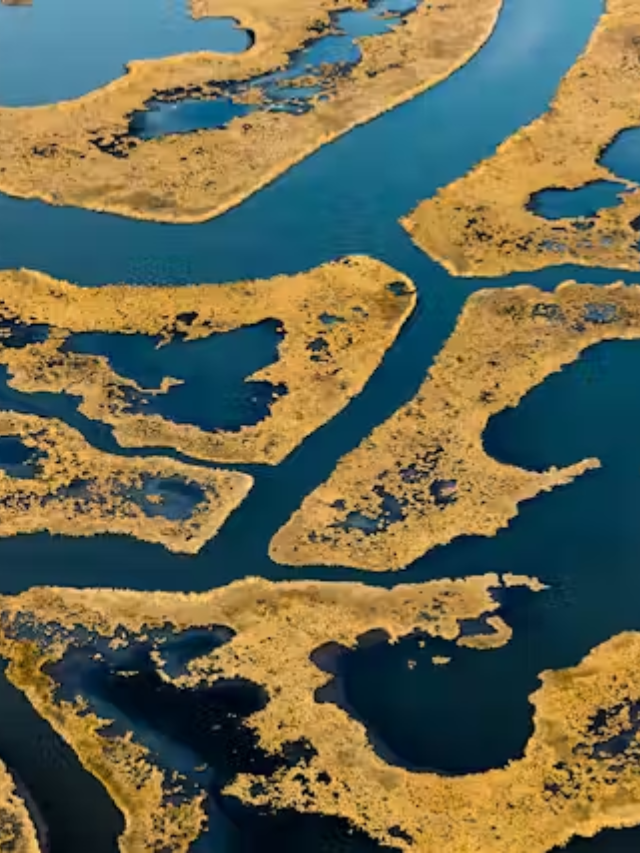 A Fragile Ecosystem
