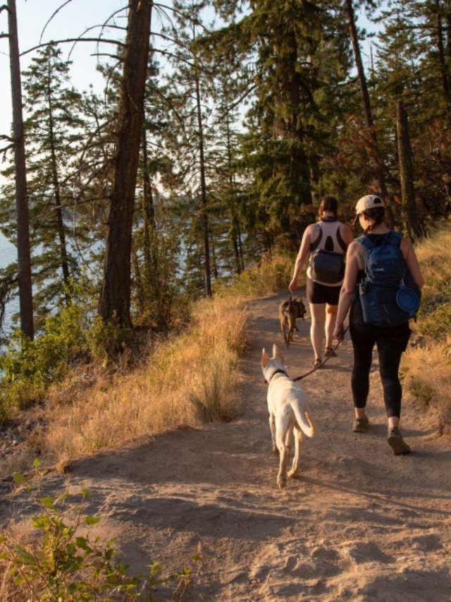  From breathtaking landscapes to captivating history and hidden gems, Coeur d'Alene offers an unforgettable escape.  Plan your adventure and discover the magic that awaits in the heart of the American Northwest.