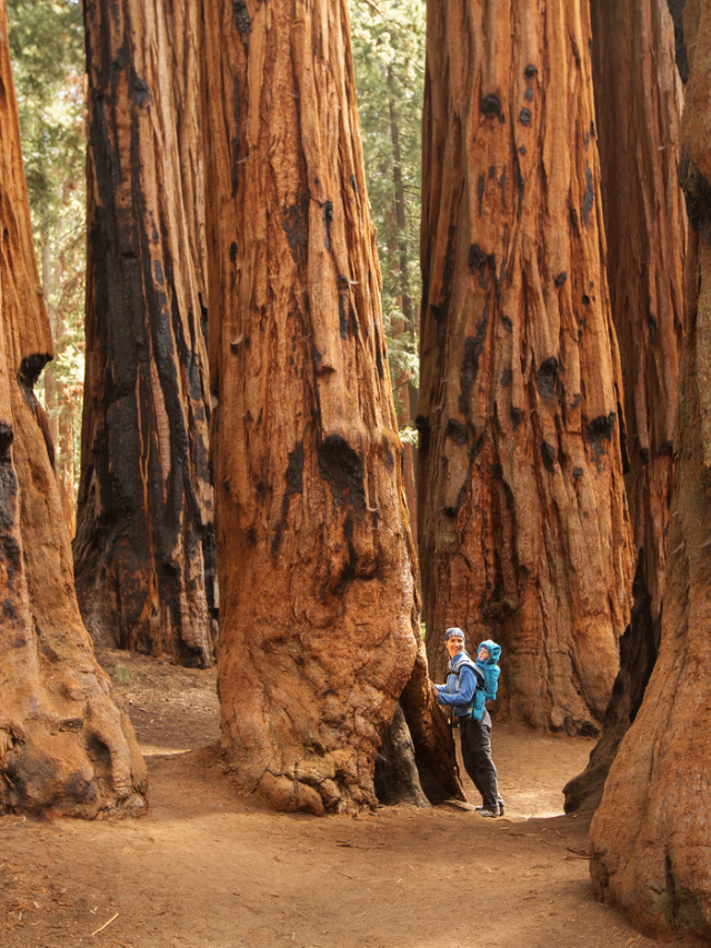 Redwood National and State Parks: Activities for All*