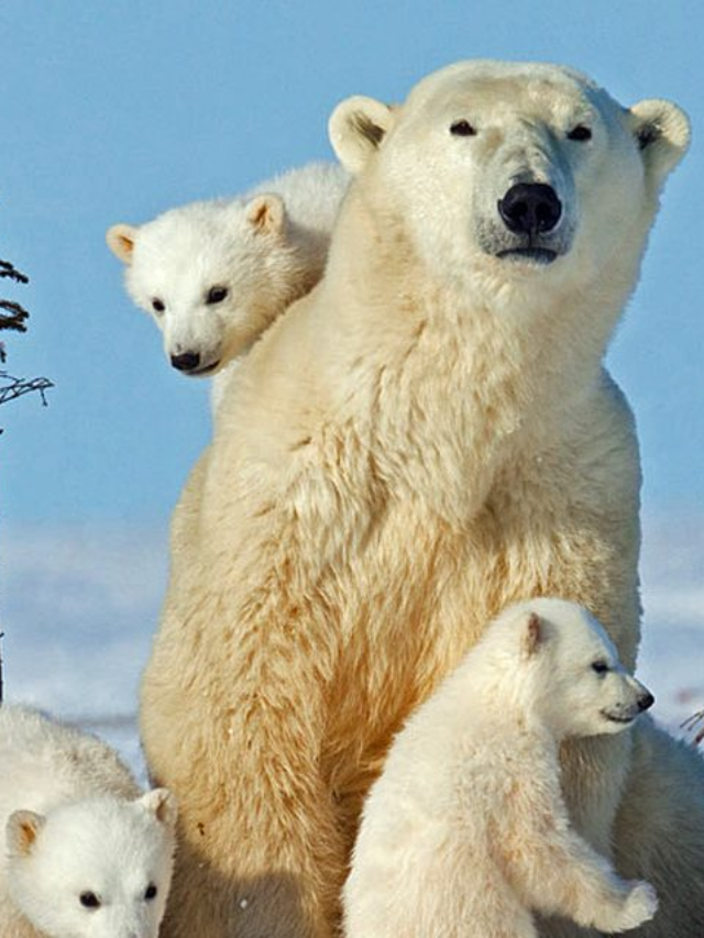A polar bear struggling to find a seal on melting ice

