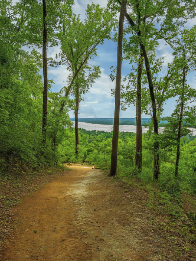 Embrace the beauty of nature at LeFleur's Bluff State Park. Hike scenic trails, have a picnic under the shade of trees, or go birdwatching amidst the park's diverse ecosystem.