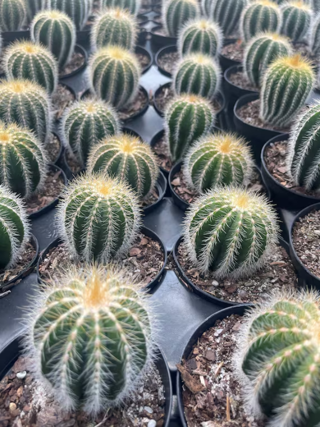 A serene scene of the Desert Botanical Garden with cacti and desert flora in bloom.
