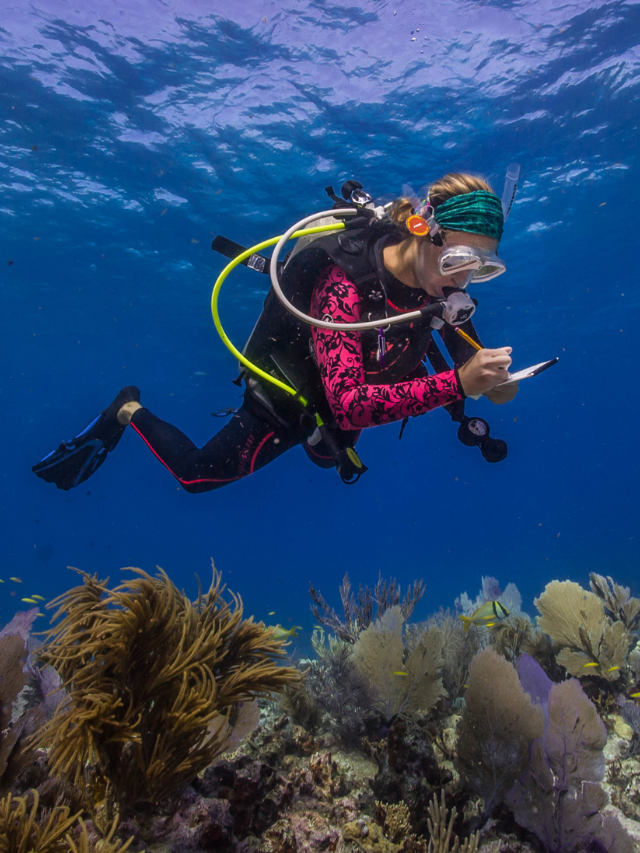 Snorkelers swimming amidst colorful coral reefs teeming with diverse marine life.
