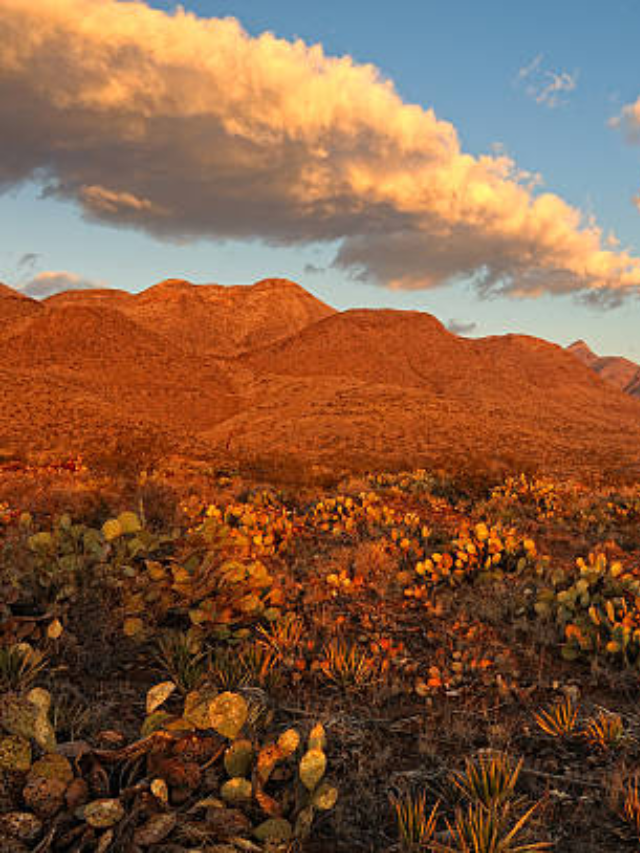  Experience the Majesty of the Chihuahuan Desert
