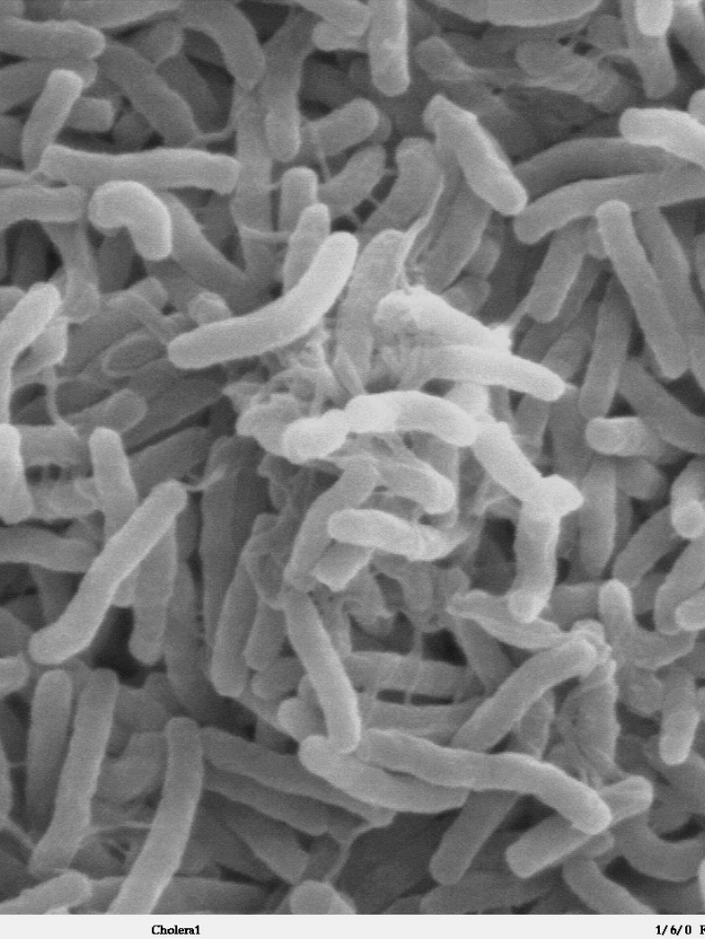 The study is a precedent for other diseases
