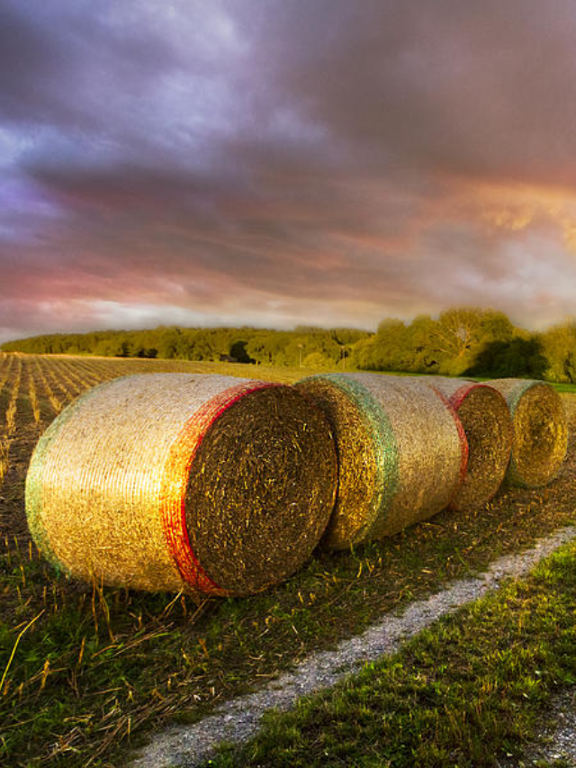 A montage of images showcasing different harvest festivals from various countries.
