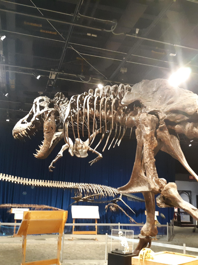 Teen Rex on Display
