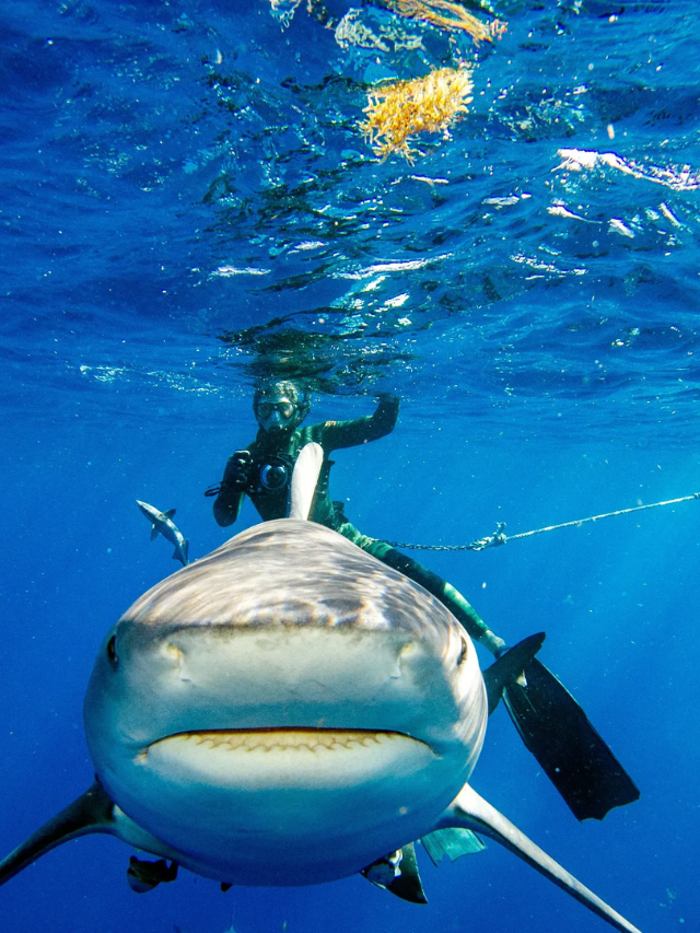 Dr. Kesley Banks, a research scientist at the Harte Research Institute, says the encounters were most likely a case of mistaken identity, where the shark thinks humans are fish.