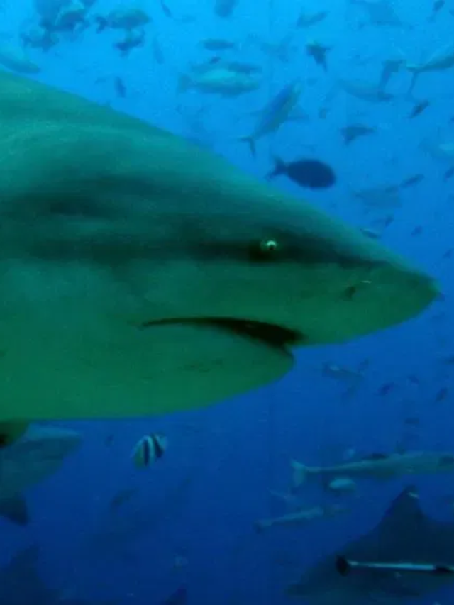 Sharks don't have hands, so they explore their environment with their mouth. They often do something called a "bump and bite" to see if something is something they're interested in eating.