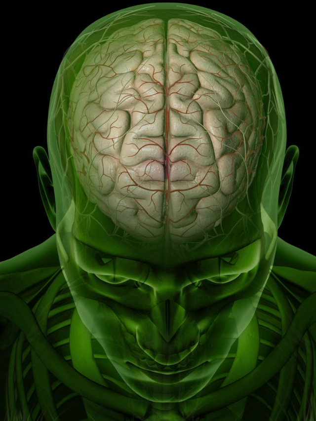 Bigger Brains, More Complex Lives?
