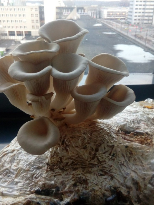 Growing Homes with Fungi
