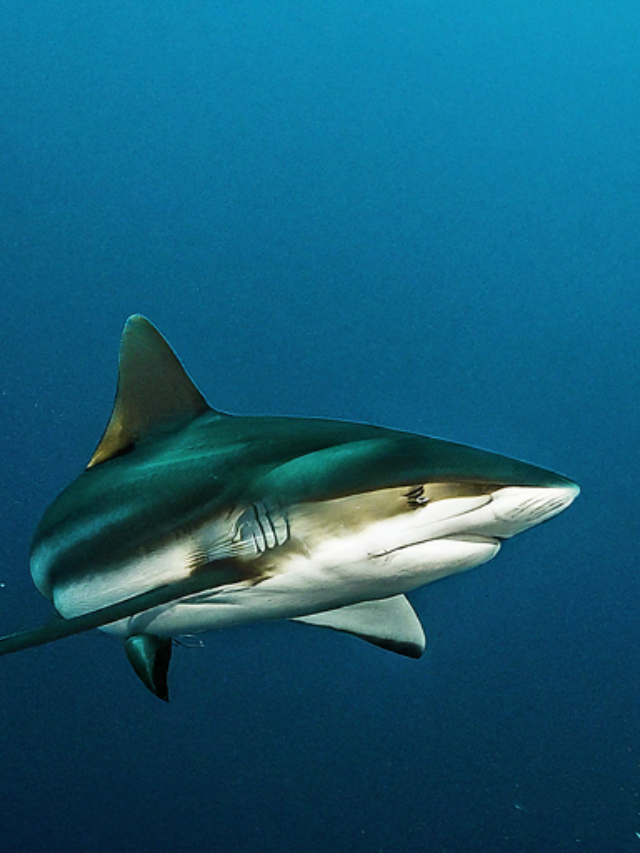 Dr. Banks says sharks are always close to shore, and sightings increase when more people get in the water.