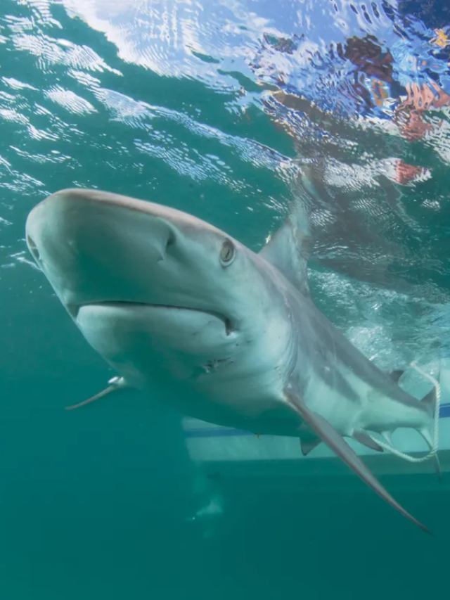 A recent study out of Florida suggests that sharks may be able to predict hurricanes. This may explain why the attacks happened when they did.
