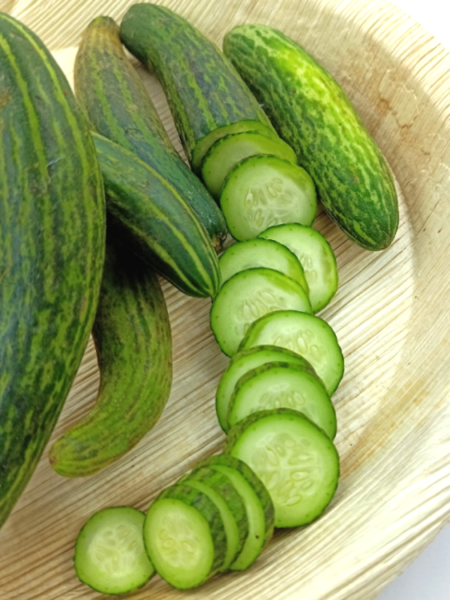 A farm with rows of cucumber plants.
