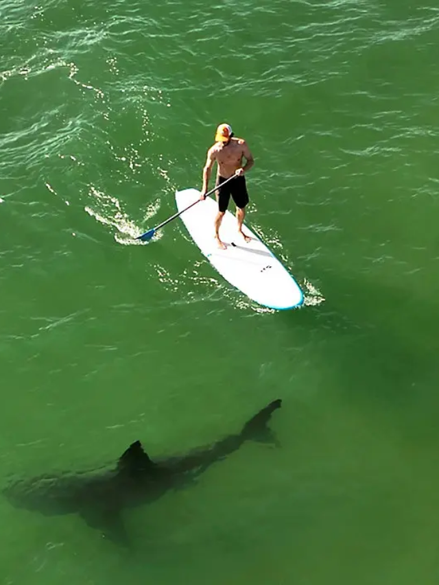 Authorities believe a single shark about 6 feet long was responsible for Thursday's attacks.