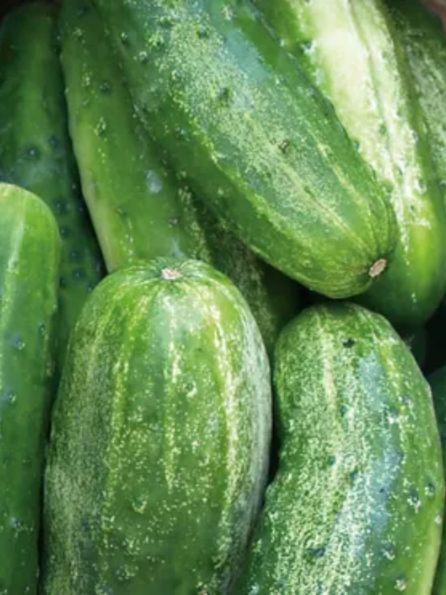 Hundreds sickened in Salmonella outbreak