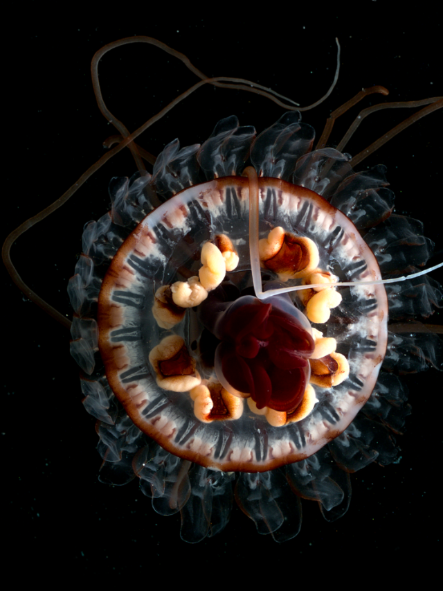 Visit the NOAA and Scripps Institution of Oceanography websites to learn more about the oarfish and other deep sea creatures.
