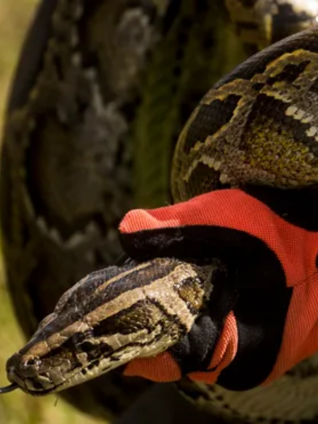 Python Hunters Flock to Florida: Epic Event Unfolds