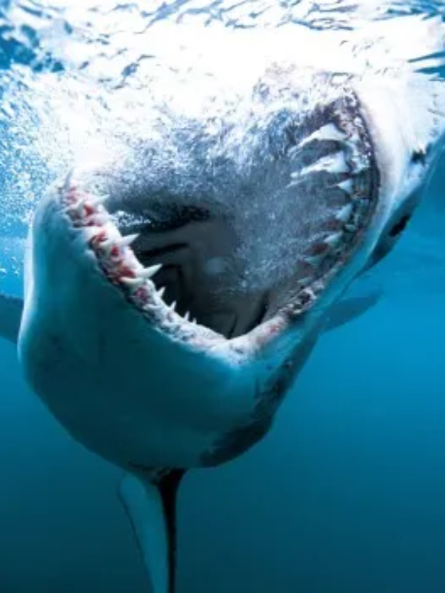 Shark Terror Unleashed in 'Beneath the Storm