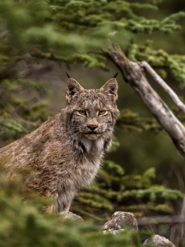 Rare Canada Lynx Spotted in Vermont Since 2018
