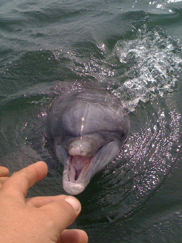 Desperate Dolphin's Mate Search Leads to Attacks