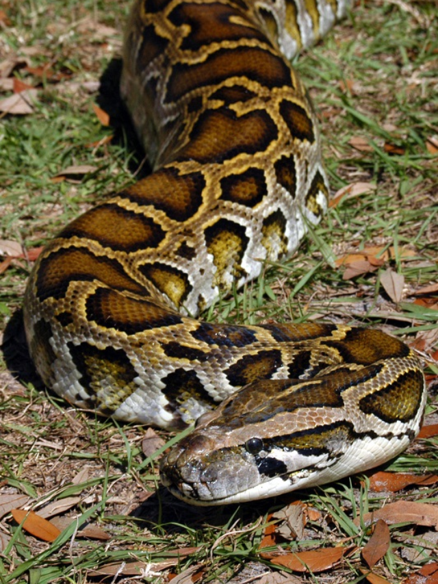  Python Challenge 2024