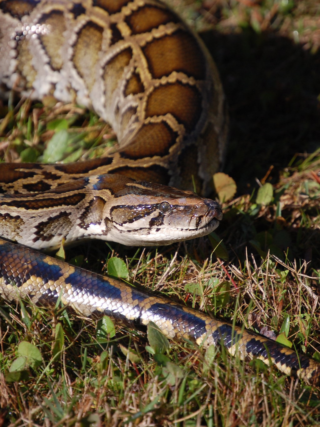 Python Hunters Flock to Florida: Epic Event Unfolds