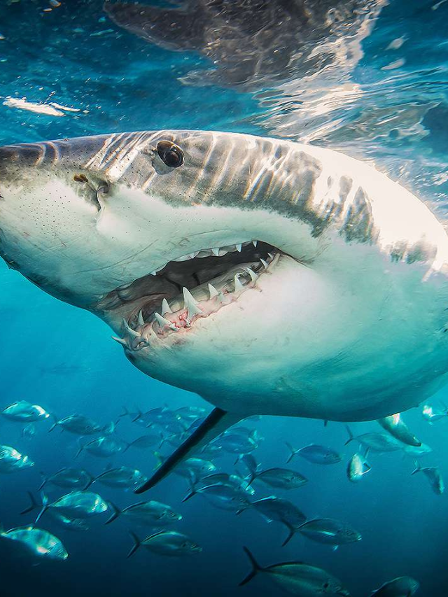 Shark Terror Unleashed in 'Beneath the Storm