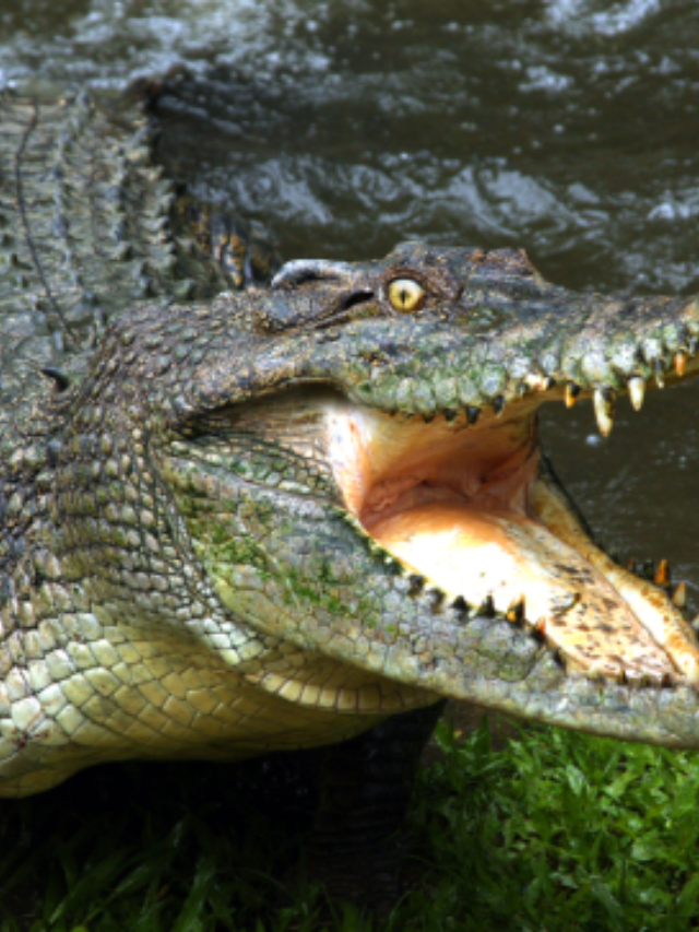  Australia’s Election: Cost of Living, Crime & Pet Crocs