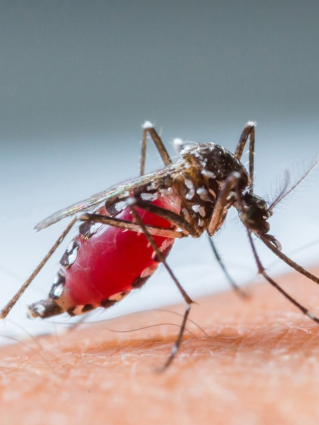 First Human Case of EEE in Mass. Sparks Curfew