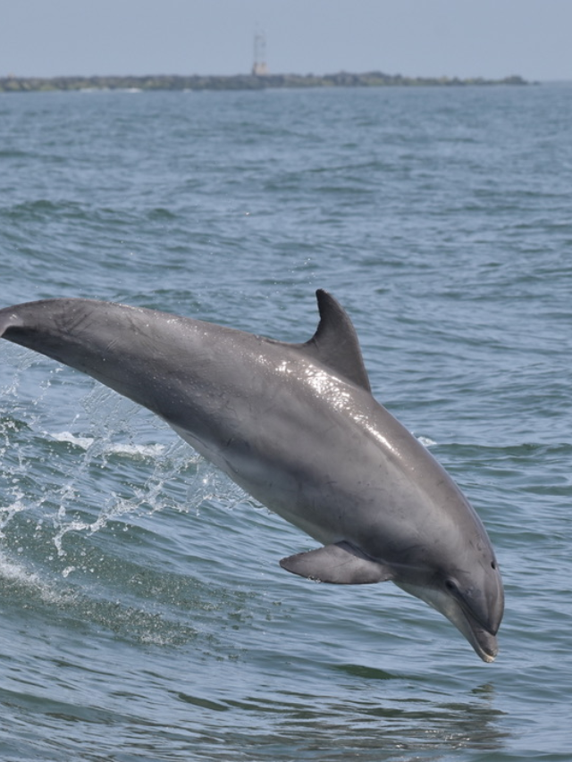 Desperate Dolphin's Mate Search Leads to Attacks